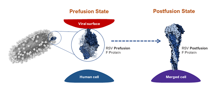 Figure 2. Prefusion and Postfusion States of the RSV F Protein